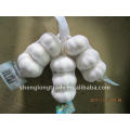 2011 Jinxiang pure white garlic